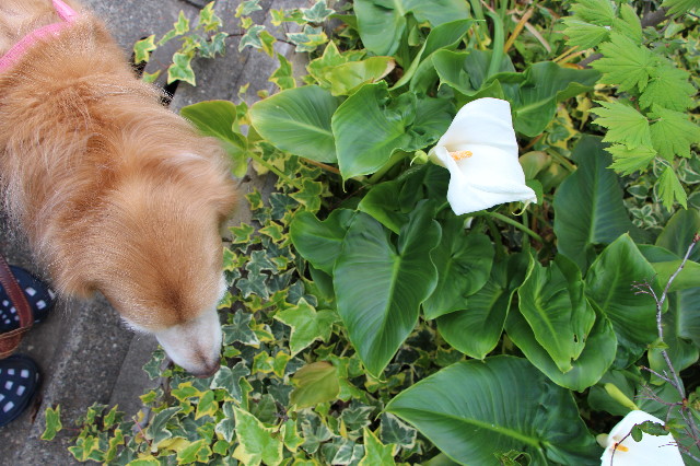 ファイル 5646-4.jpg