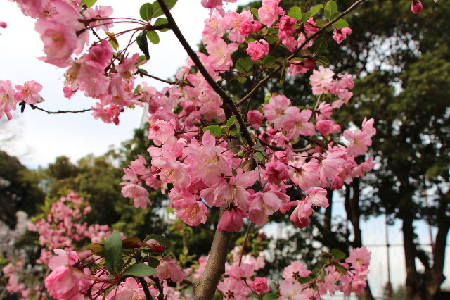 ファイル 5646-5.jpg