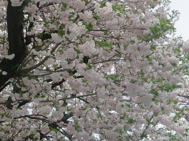 ファイル 5650-3.jpg