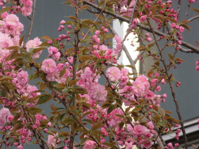 ファイル 5650-4.jpg