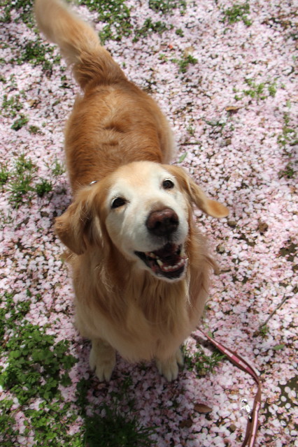 ファイル 5651-1.jpg