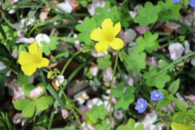 ファイル 5651-3.jpg