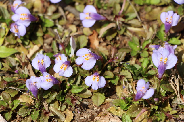 ファイル 5651-4.jpg