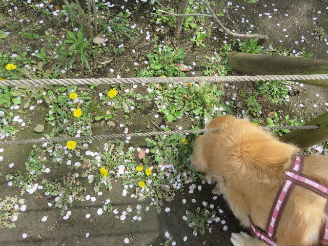 ファイル 5653-2.jpg