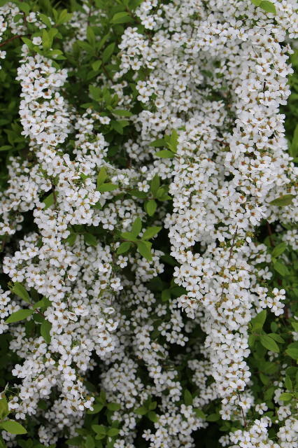 ファイル 5655-2.jpg