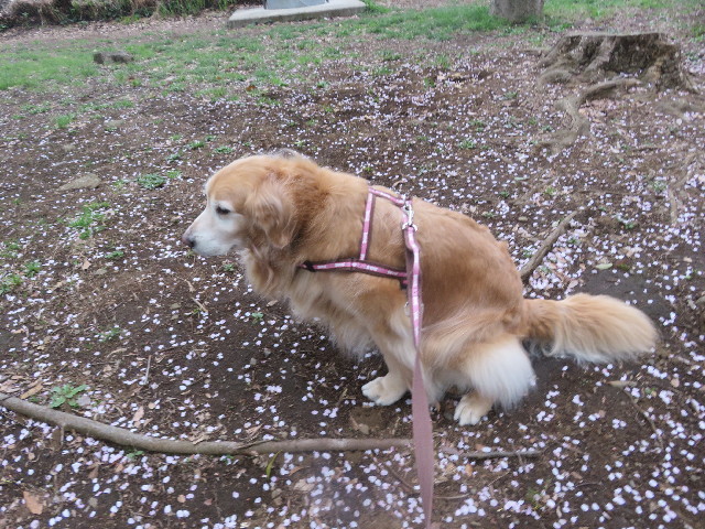 ファイル 5656-5.jpg