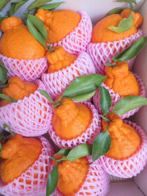 ファイル 5666-1.jpg