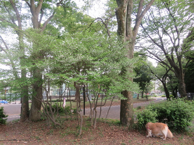 ファイル 5673-1.jpg