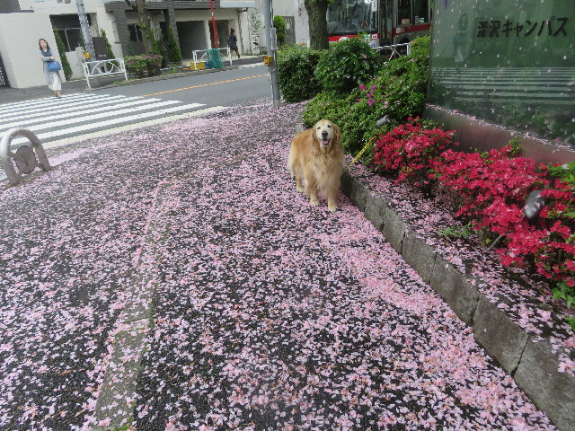 ファイル 5680-1.jpg