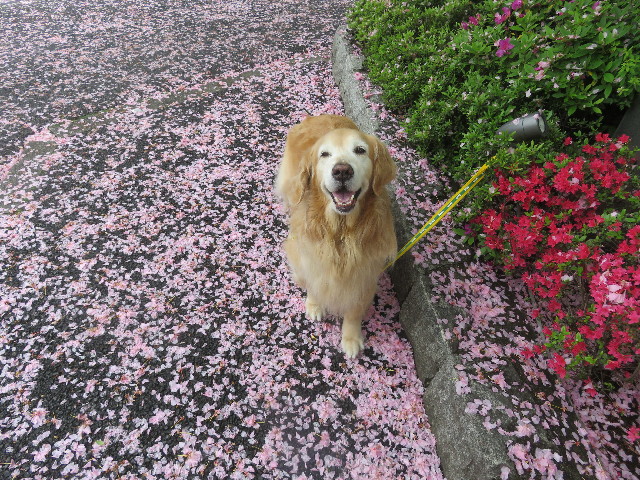 ファイル 5680-2.jpg