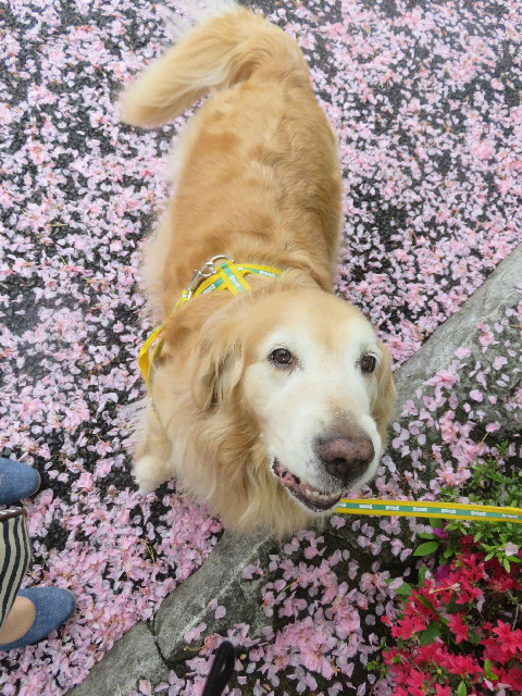 ファイル 5680-4.jpg