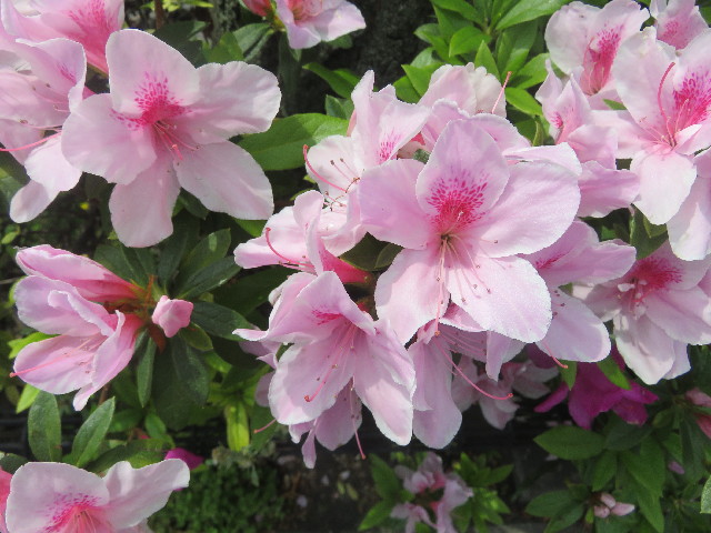 ファイル 5681-2.jpg