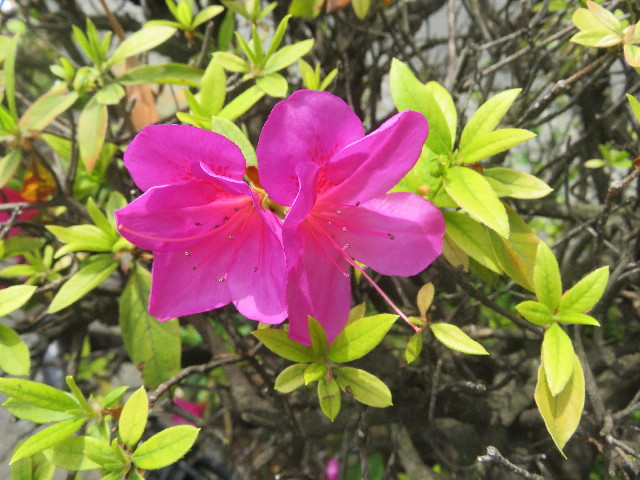 ファイル 5681-4.jpg