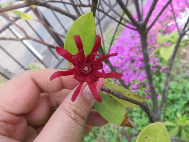 ファイル 5682-4.jpg