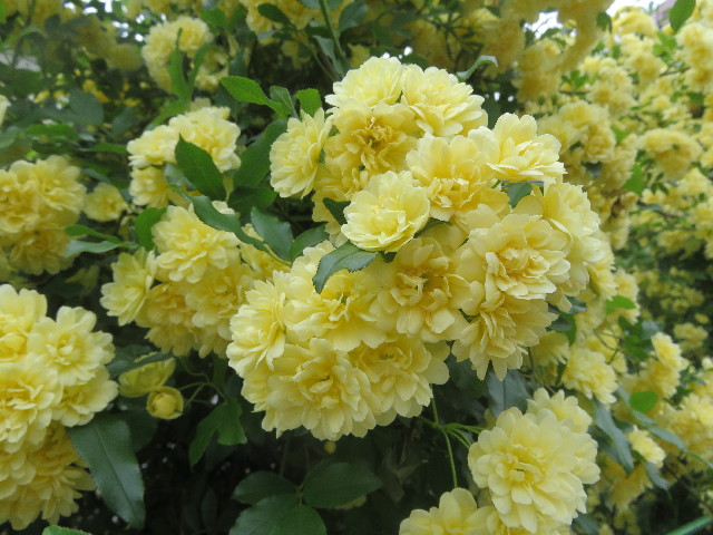 ファイル 5682-5.jpg