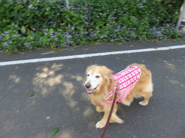 ファイル 5693-1.jpg