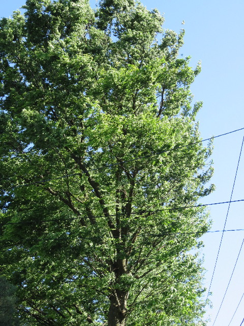 ファイル 5693-2.jpg