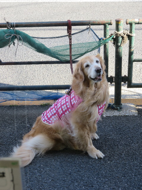 ファイル 5693-4.jpg