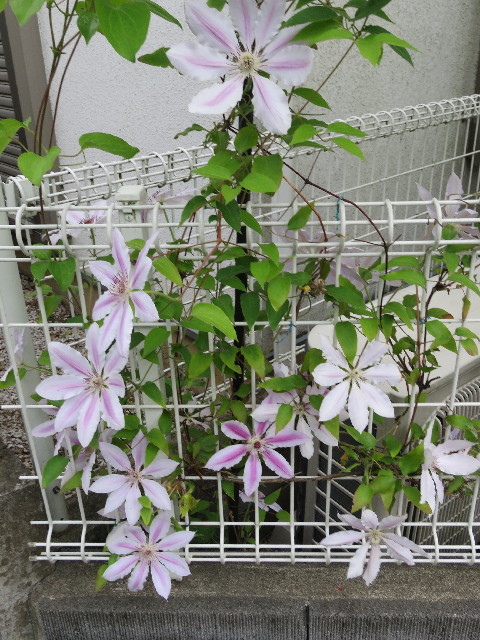 ファイル 5694-2.jpg