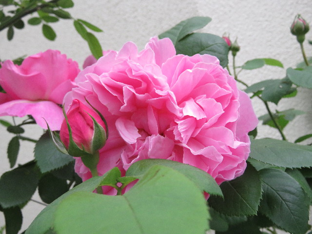 ファイル 5694-4.jpg