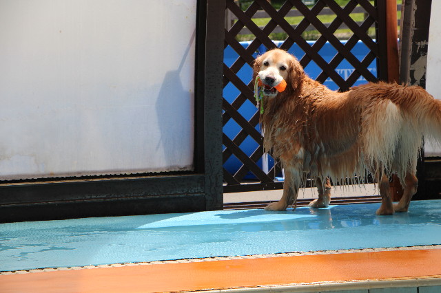 ファイル 5698-4.jpg