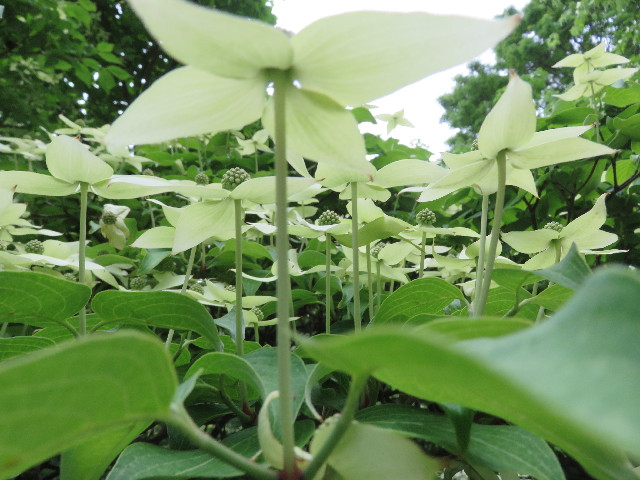 ファイル 5705-3.jpg