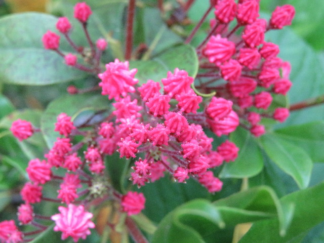 ファイル 5706-1.jpg