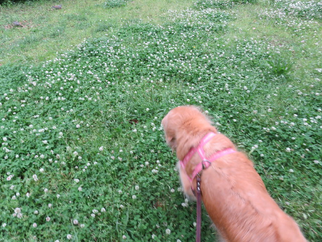 ファイル 5706-4.jpg