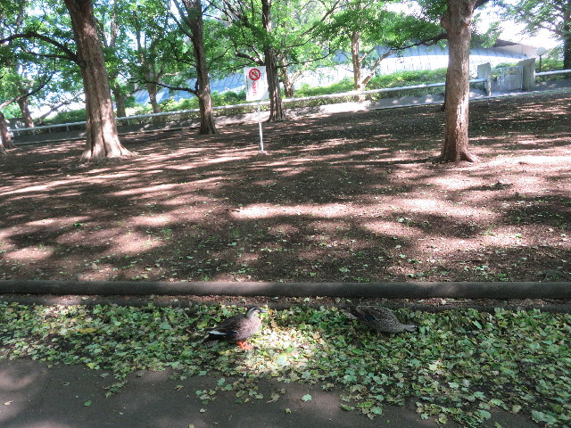 ファイル 5711-4.jpg