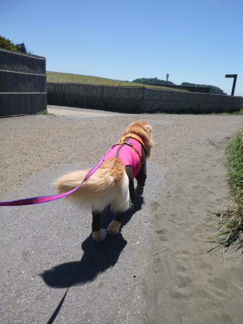 ファイル 5712-1.jpg