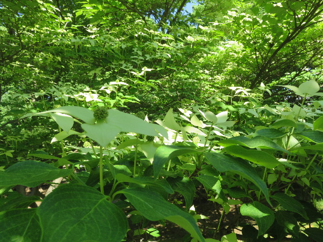 ファイル 5714-4.jpg