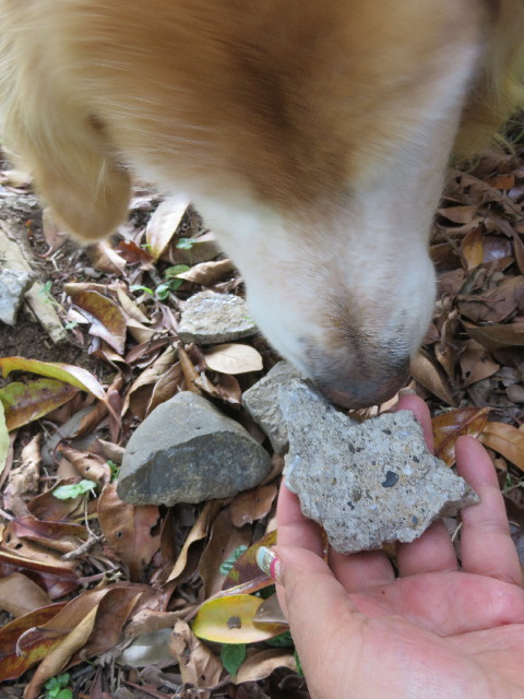 ファイル 5715-4.jpg