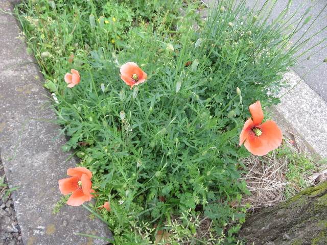 ファイル 5719-2.jpg