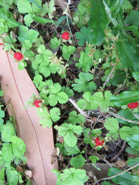 ファイル 5719-4.jpg