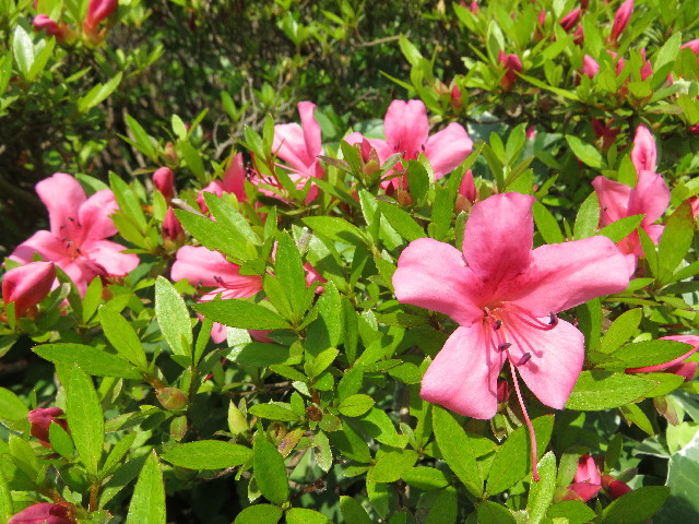 ファイル 5719-5.jpg