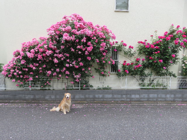 ファイル 5722-3.jpg