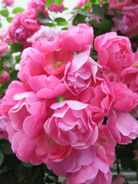 ファイル 5722-4.jpg