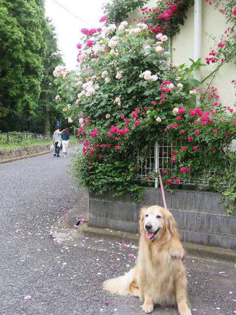 ファイル 5722-5.jpg