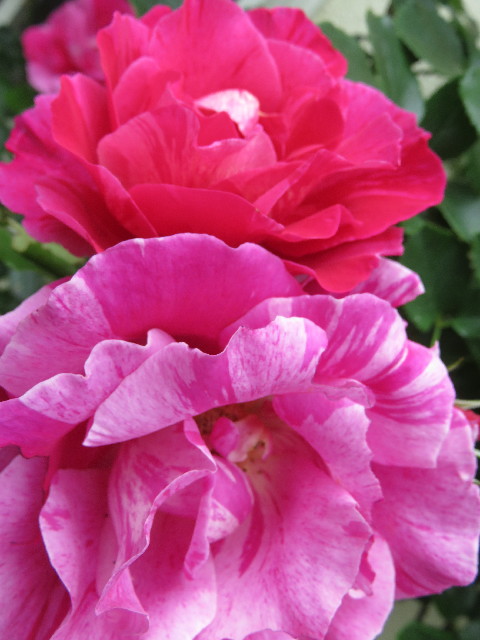 ファイル 5723-2.jpg