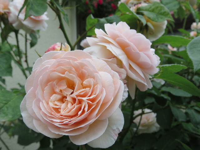 ファイル 5723-3.jpg