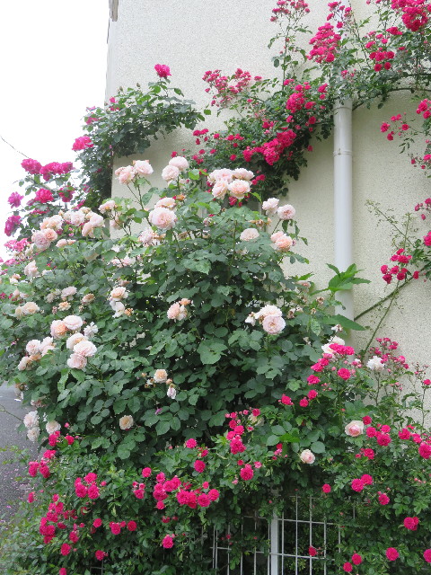 ファイル 5723-4.jpg