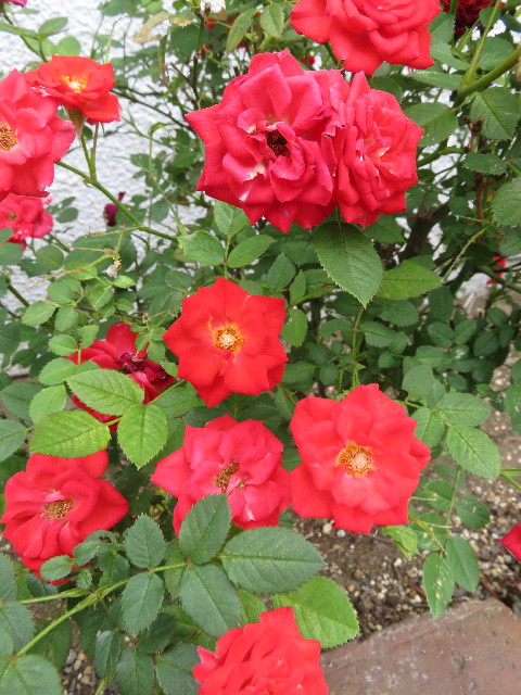 ファイル 5723-5.jpg