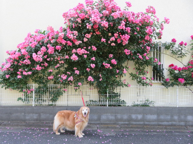 ファイル 5727-1.jpg