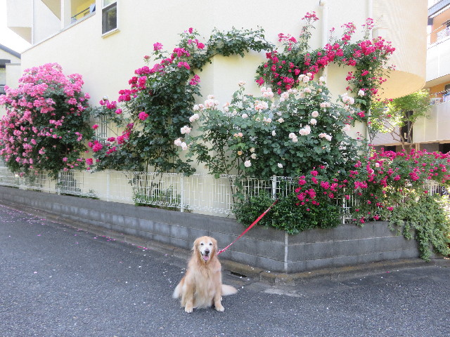 ファイル 5727-4.jpg