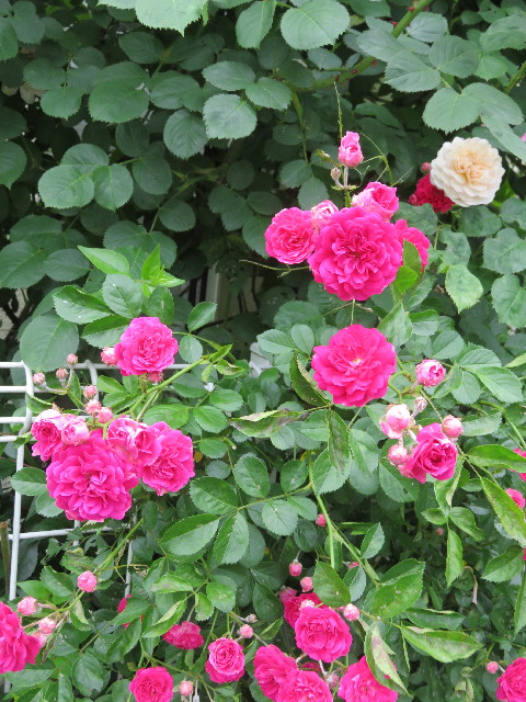 ファイル 5727-5.jpg