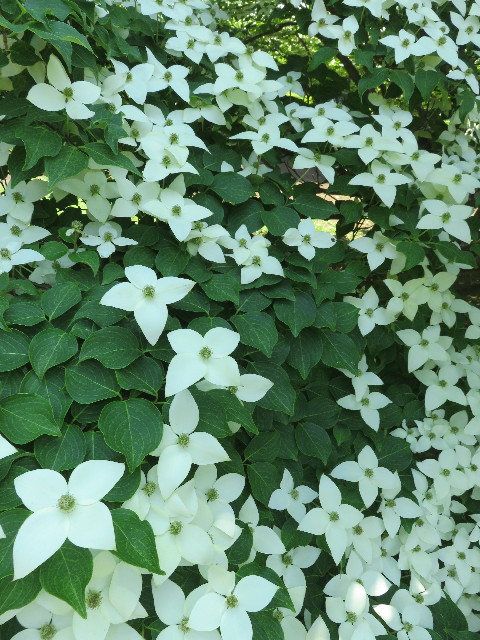 ファイル 5729-3.jpg