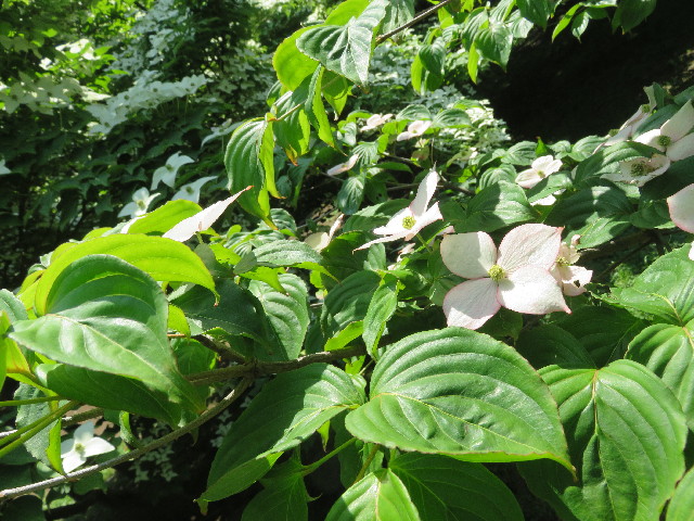 ファイル 5729-5.jpg