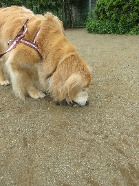 ファイル 5733-2.jpg