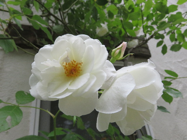 ファイル 5734-2.jpg