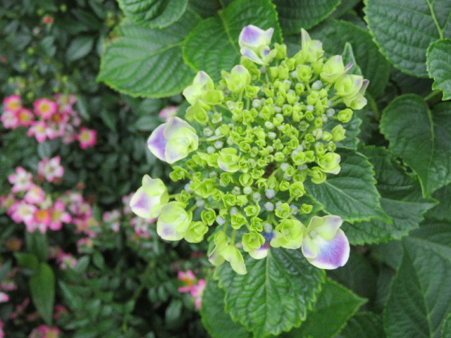 ファイル 5734-5.jpg